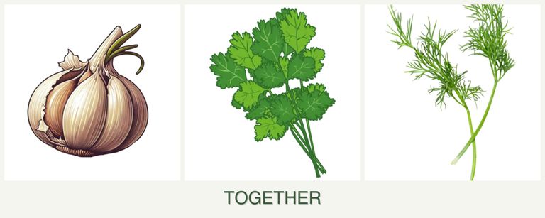 Can you plant garlic, cilantro and dill together?