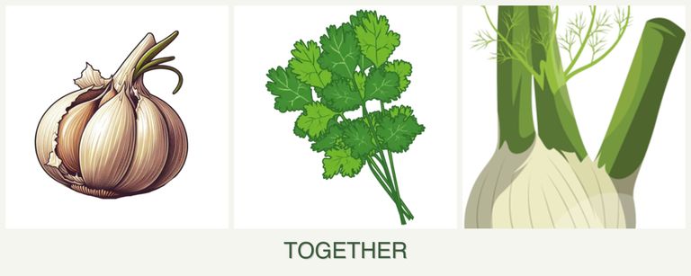 Can you plant garlic, cilantro and fennel together?