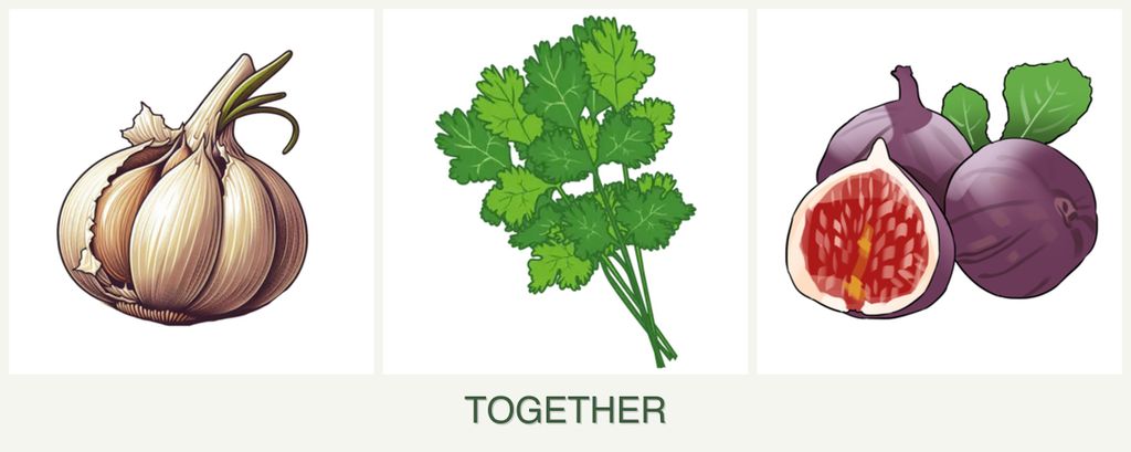 Can you plant garlic, cilantro and figs together?
