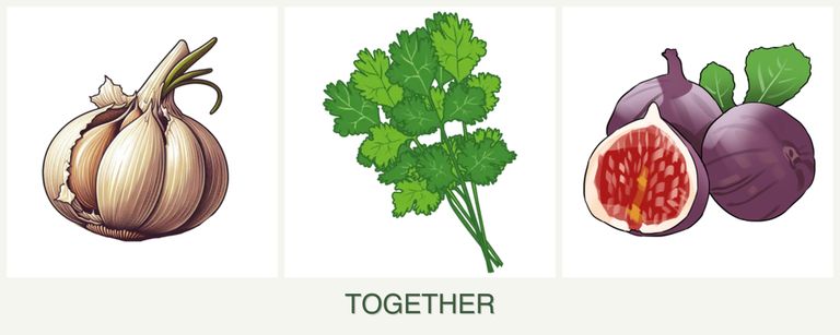 Can you plant garlic, cilantro and figs together?