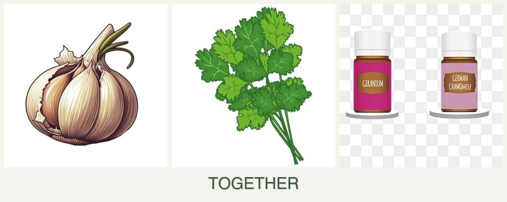 Can you plant garlic, cilantro and geraniums together?
