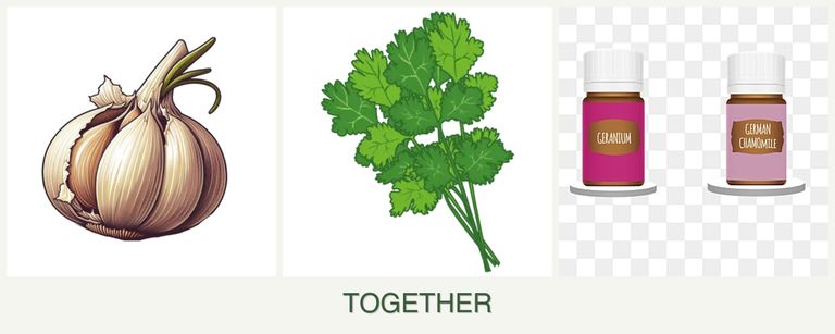 Can you plant garlic, cilantro and geraniums together?