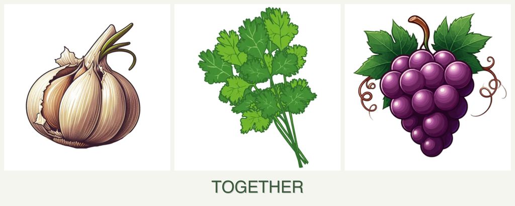 Can you plant garlic, cilantro and grapes together?