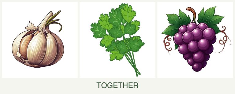 Can you plant garlic, cilantro and grapes together?