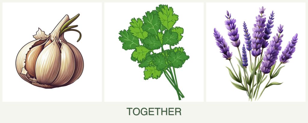 Can you plant garlic, cilantro and lavender together?