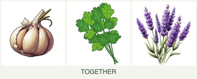 Can you plant garlic, cilantro and lavender together?