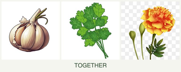 Can you plant garlic, cilantro and marigolds together?