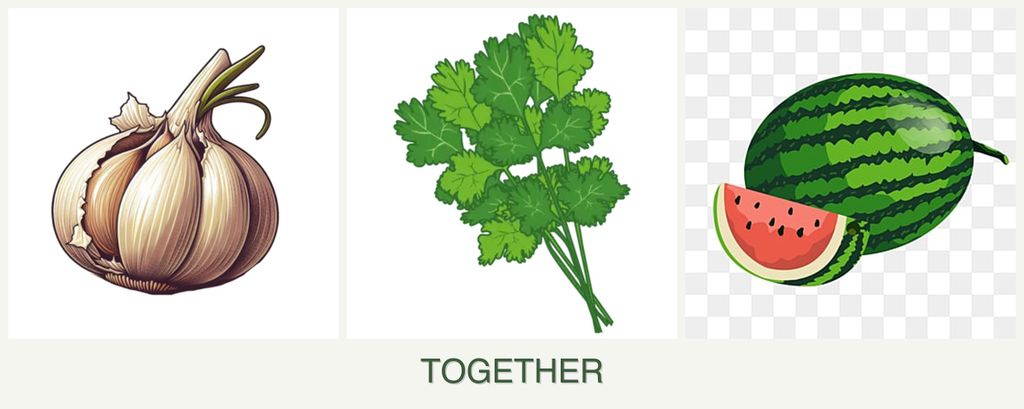 Can you plant garlic, cilantro and melons together?
