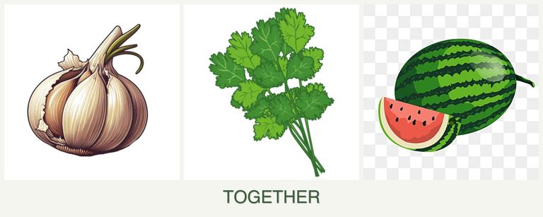 Can you plant garlic, cilantro and melons together?