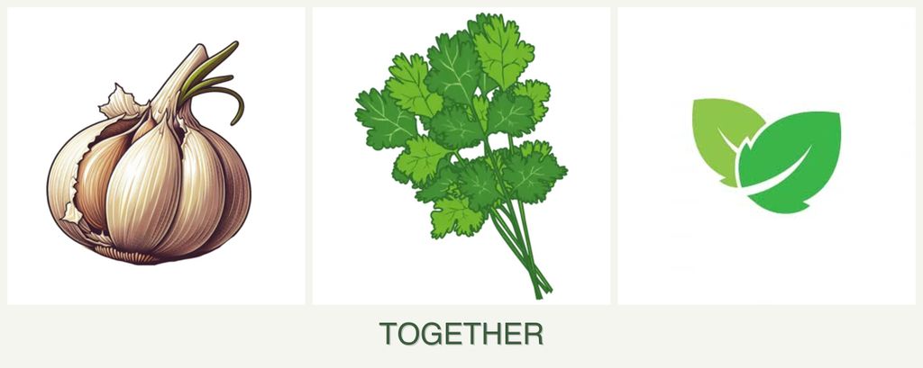 Can you plant garlic, cilantro and mint together?