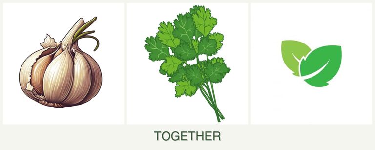 Can you plant garlic, cilantro and mint together?