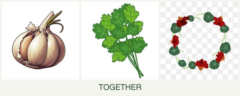 Can you plant garlic, cilantro and nasturtiums together?