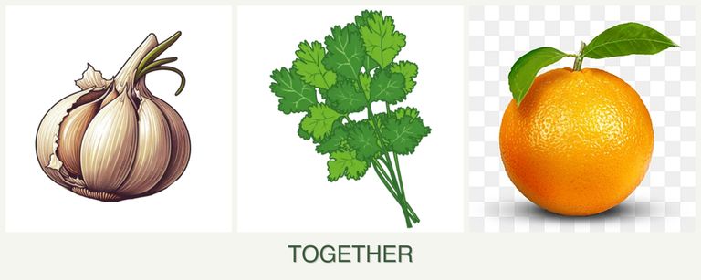 Can you plant garlic, cilantro and oranges together?