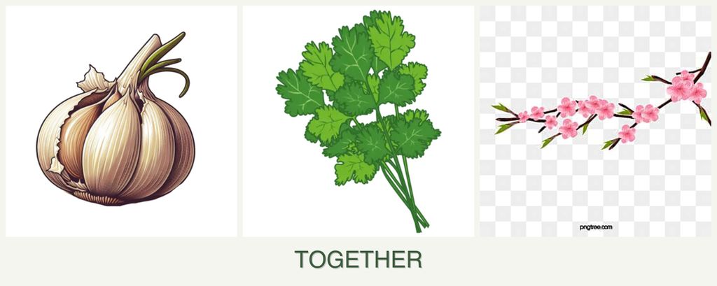 Can you plant garlic, cilantro and peaches together?