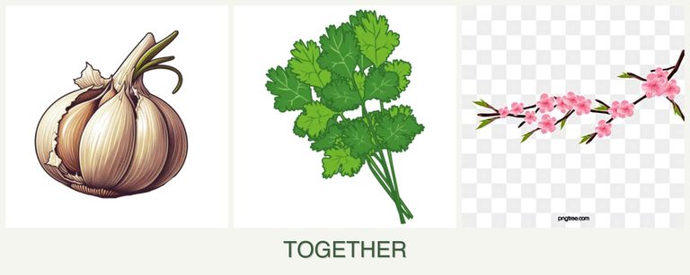 Can you plant garlic, cilantro and peaches together?