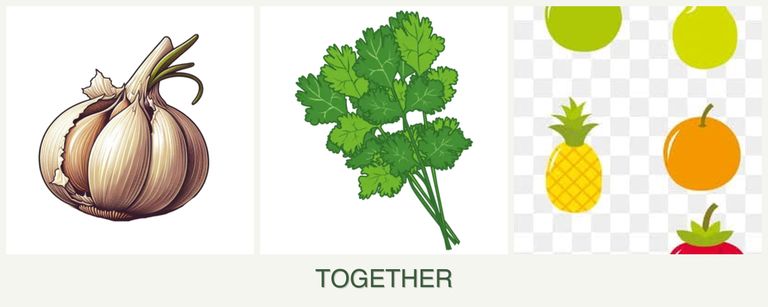 Can you plant garlic, cilantro and pears together?