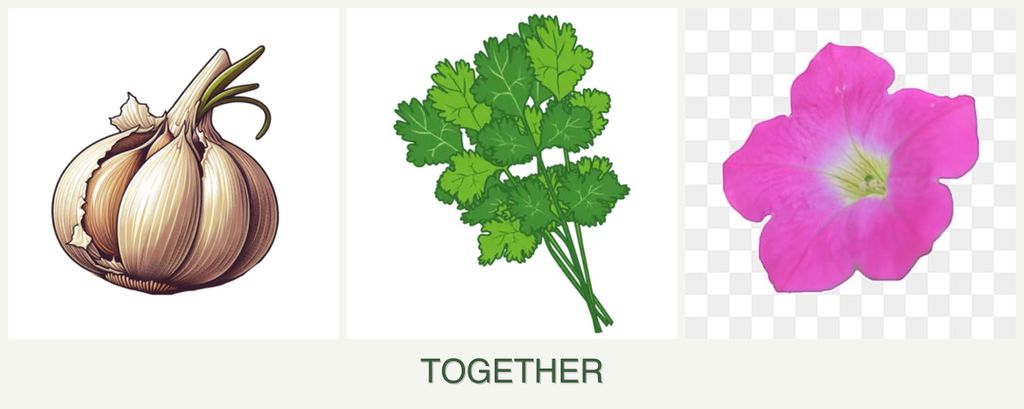 Can you plant garlic, cilantro and petunias together?