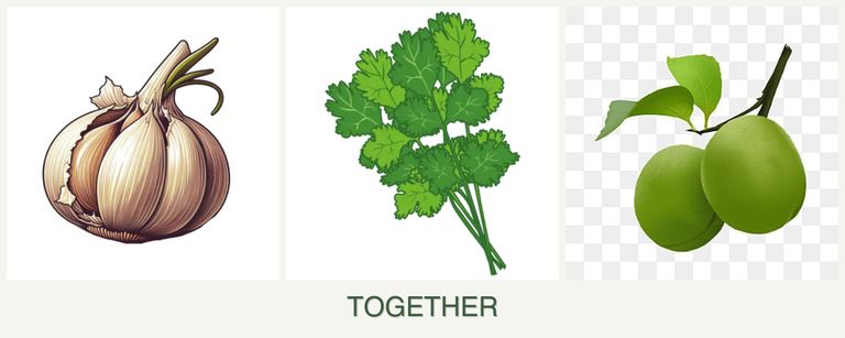Can you plant garlic, cilantro and plums together?