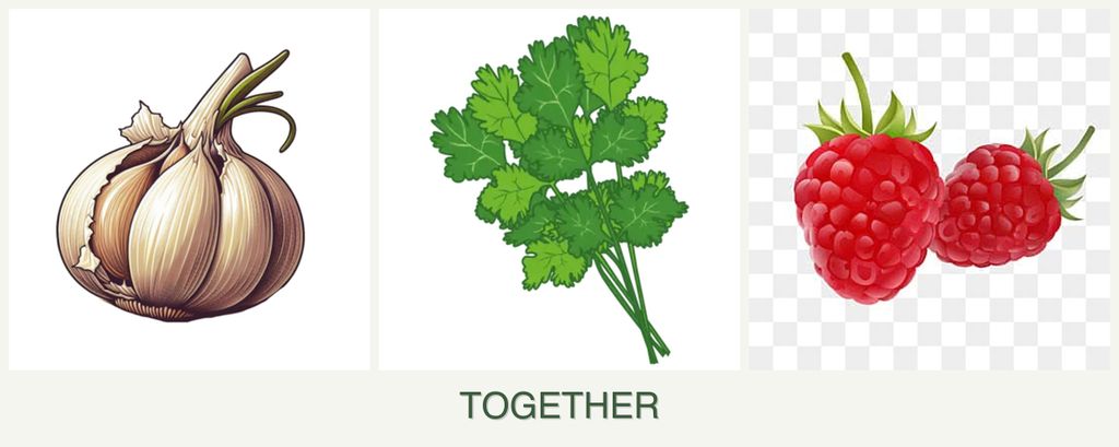 Can you plant garlic, cilantro and raspberries together?