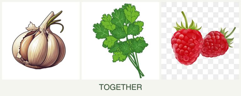 Can you plant garlic, cilantro and raspberries together?