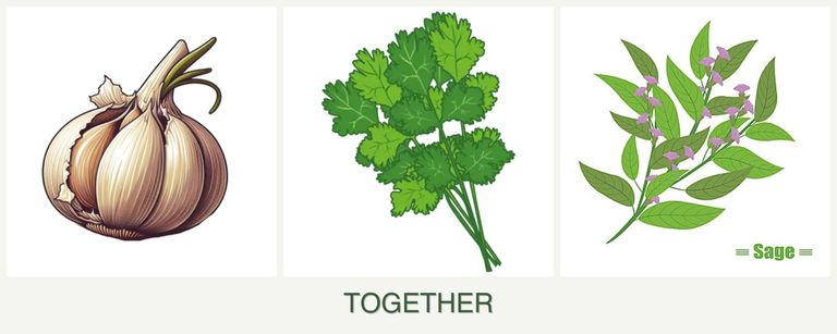 Can you plant garlic, cilantro and sage together?