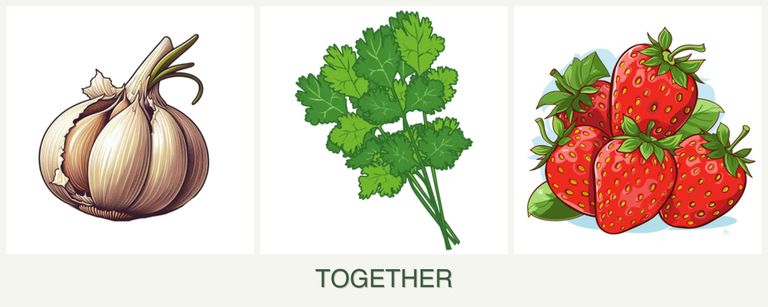 Can you plant garlic, cilantro and strawberries together?