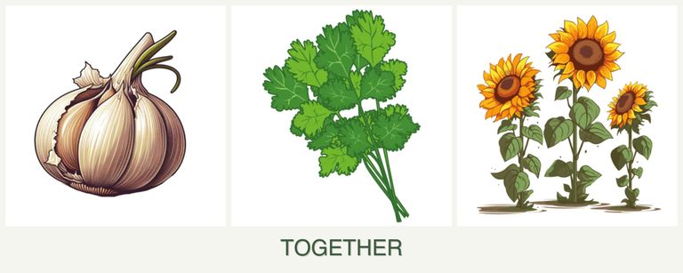 Can you plant garlic, cilantro and sunflowers together?