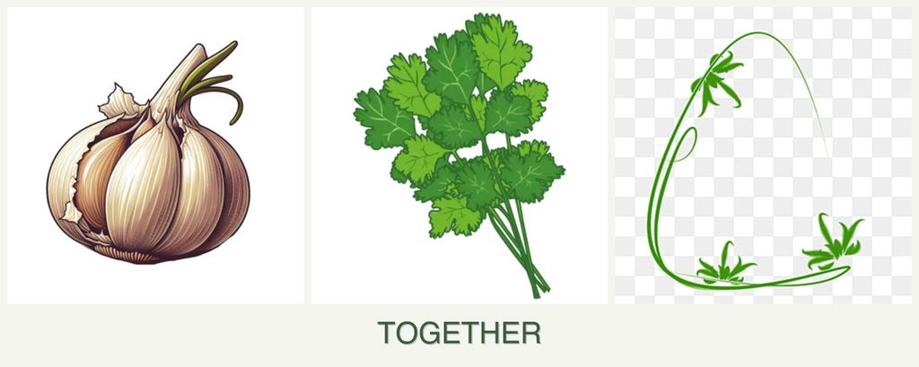 Can you plant garlic, cilantro and tarragon together?