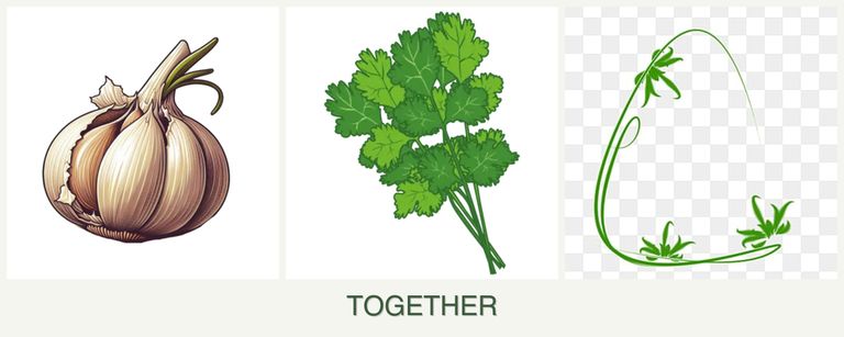 Can you plant garlic, cilantro and tarragon together?