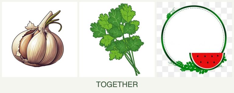 Can you plant garlic, cilantro and watermelons together?