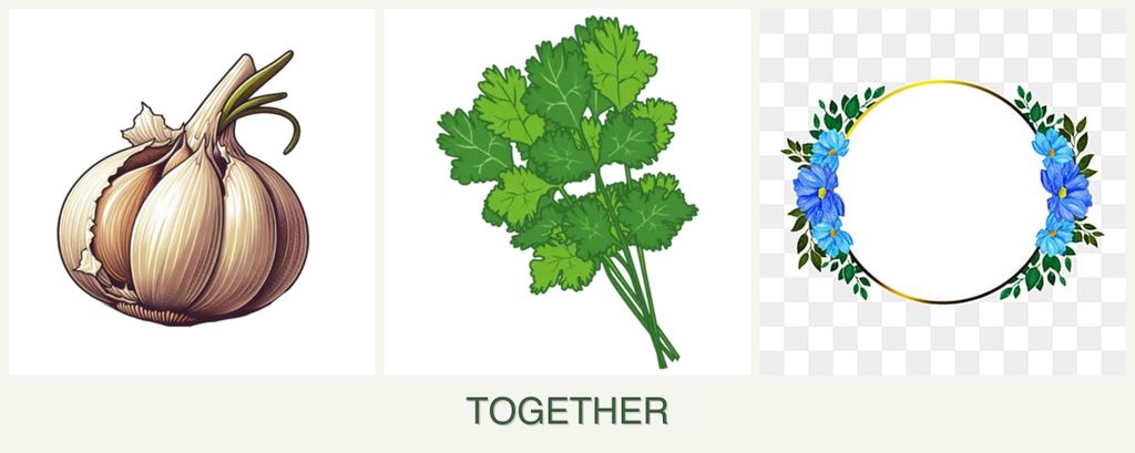 Can you plant garlic, cilantro and zinnias together?