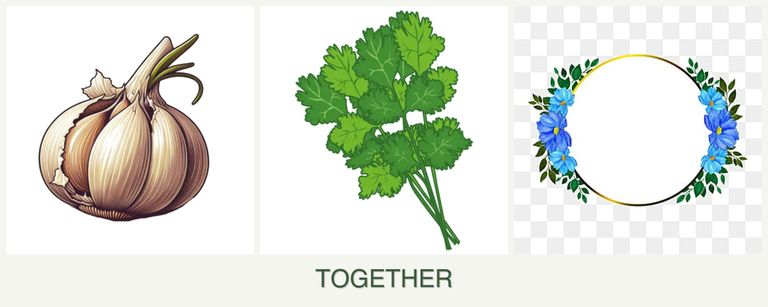 Can you plant garlic, cilantro and zinnias together?