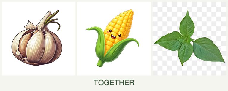 Can you plant garlic, corn and basil together?