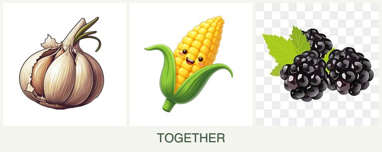 Can you plant garlic, corn and blackberries together?