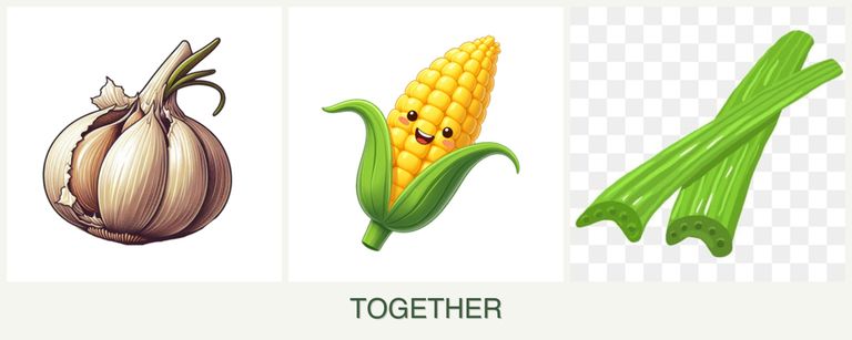 Can you plant garlic, corn and celery together?