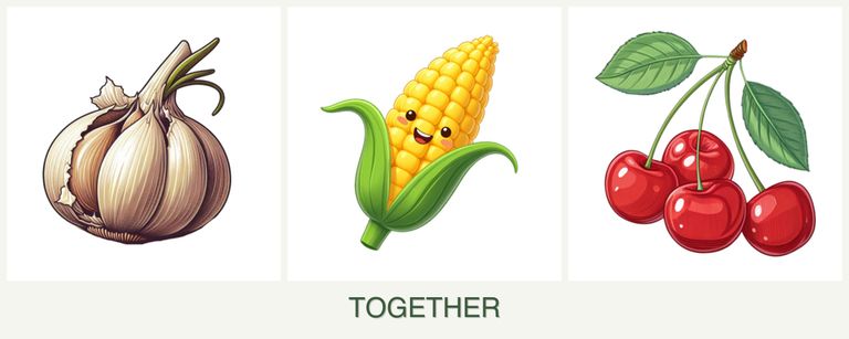 Can you plant garlic, corn and cherries together?