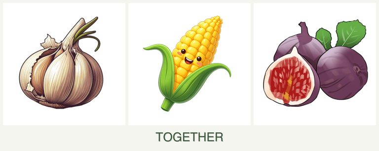 Can you plant garlic, corn and figs together?