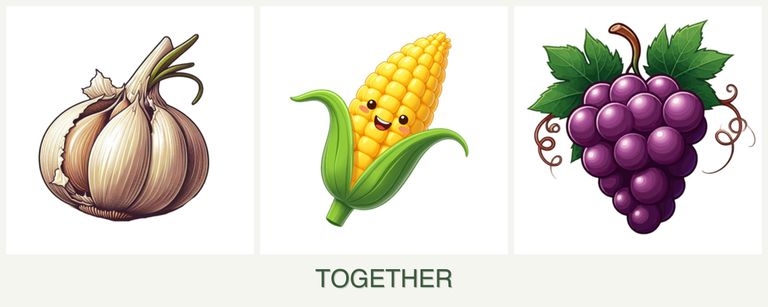 Can you plant garlic, corn and grapes together?
