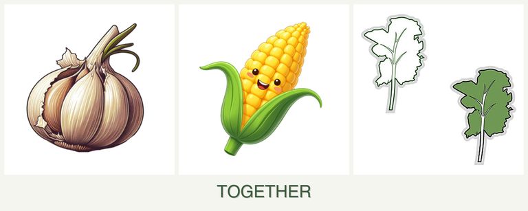 Can you plant garlic, corn and kale together?