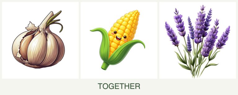 Can you plant garlic, corn and lavender together?
