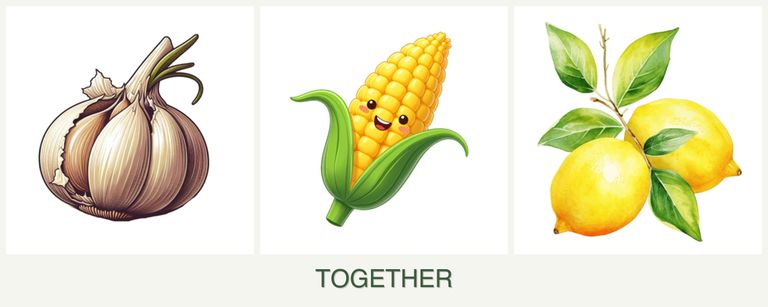 Can you plant garlic, corn and lemons together?