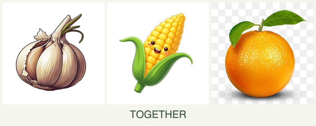 Can you plant garlic, corn and oranges together?