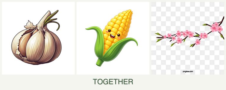 Can you plant garlic, corn and peaches together?