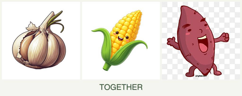 Can you plant garlic, corn and sweet potatoes together?