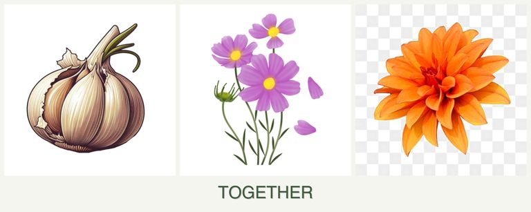 Can you plant garlic, cosmos and dahlias together?