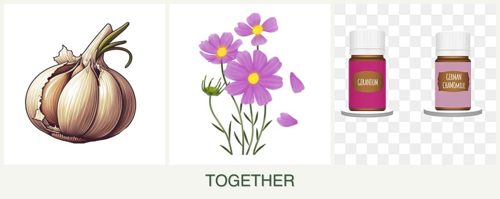 Can you plant garlic, cosmos and geraniums together?