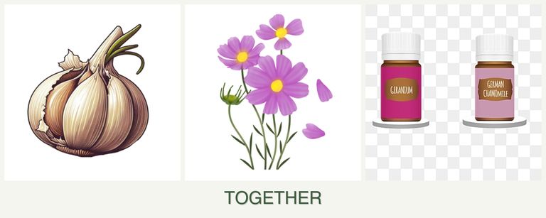Can you plant garlic, cosmos and geraniums together?