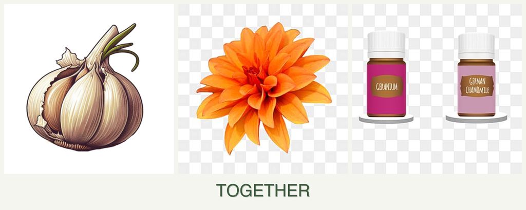 Can you plant garlic, dahlias and geraniums together?