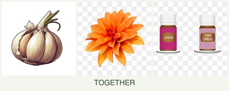 Can you plant garlic, dahlias and geraniums together?