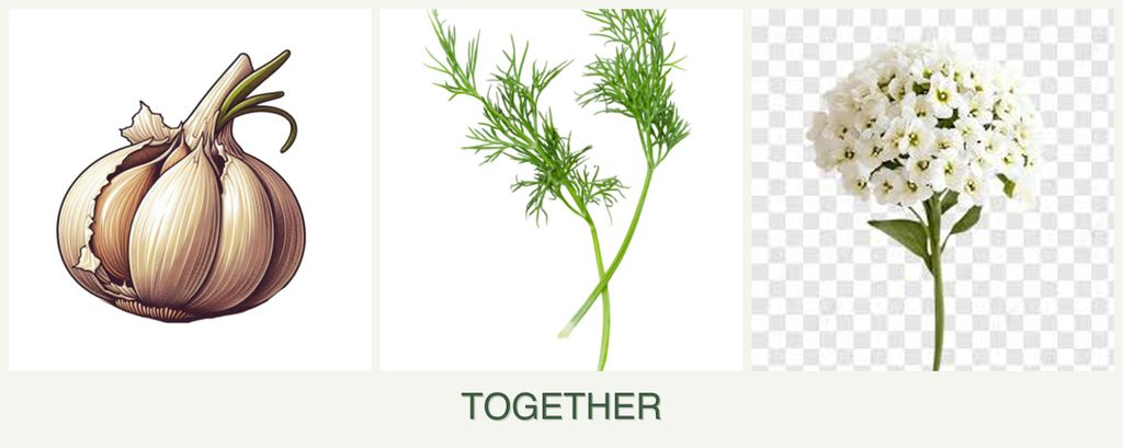 Can you plant garlic, dill and alyssum together?